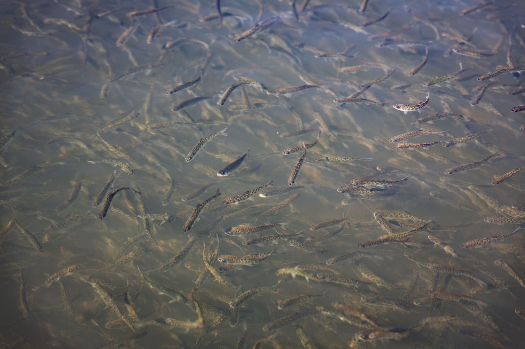 Iron Gate Hatchery